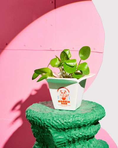Vase / Pot Ramen